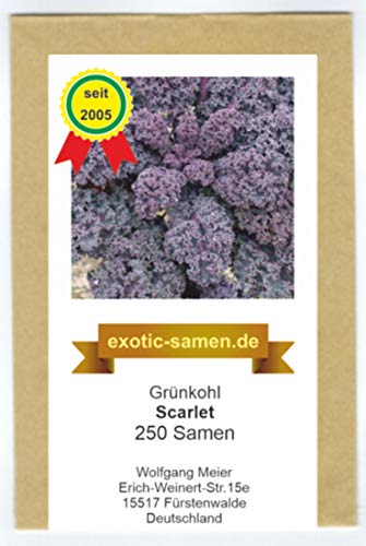 Grünkohl, Fiederkohl, Braunkohl - Scarlet - lila Blätter - 250 Samen von exotic-samen