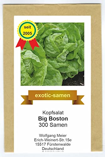 Kopfsalat - Big Boston - alte, beliebte Sorte - samenfeste Sorte - 300 Samen von exotic-samen