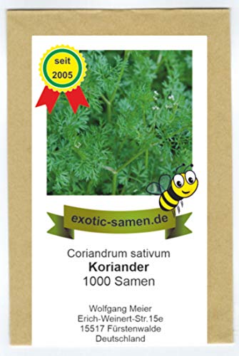 Koriander - Coriandrum sativum - 1000 Samen von exotic-samen