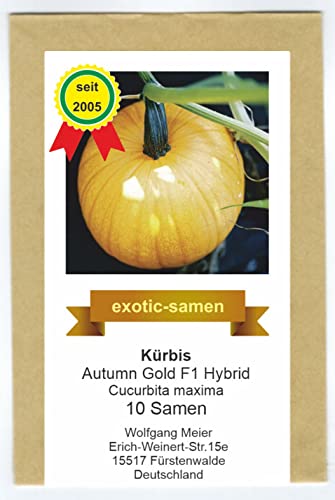 Kürbis - Speisekürbis - Halloween - Autumn Gold F1 Hybrid - 10 Samen von exotic-samen