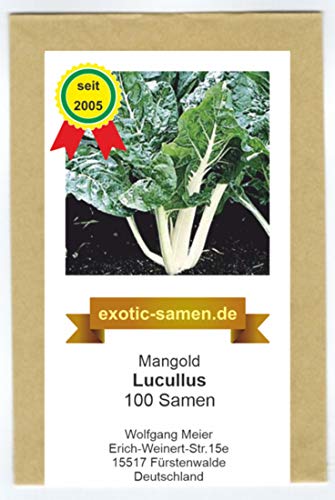 Mangold - Lucullus - Lukullus (100 Samen) von exotic-samen