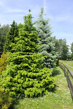 Nordmanntanne Abies nordmanniana 10 Samen Weihnachtsbaum von exotic-samen