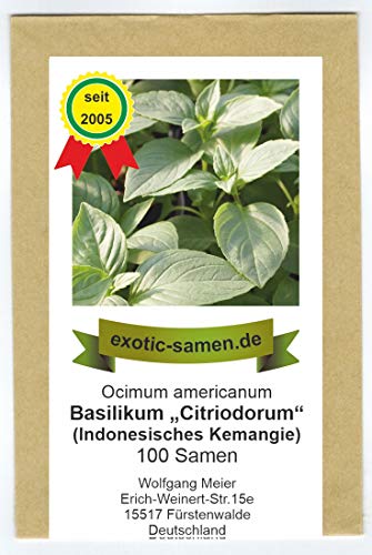 Ocimum americanum - Basilikum"Citriodorum" - indonesisches Zitronenbasilikum - 300 Samen Ocimum americanum - Basilikum"Citriodorum" - indonesisches Zitronenbasilikum - 300 Samen von exotic-samen