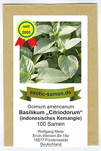 Ocimum americanum - Basilikum "Citriodorum" - indonesisches Zitronenbasilikum - 300 Samen von exotic-samen