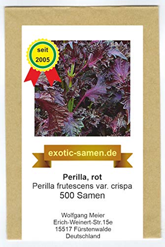 Perilla rot - Shiso - Asia Gewürz - Perilla frutescens var. crispa - 500 Samen von exotic-samen