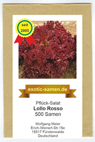 Pflück-Salat - Lollo Rosso - 500 Samen von exotic-samen