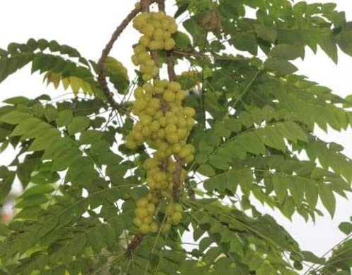 Phyllanthus acidos AMLA Indian Gooseberry Stachelbeerbaum 5 Samen von exotic-samen