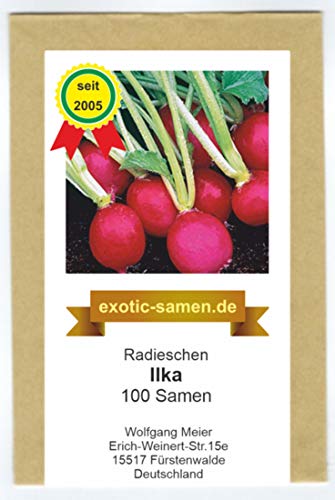 Radieschen - Radies - Ilka (100 Samen) von exotic-samen