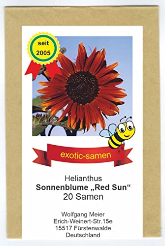 Rote Sonnenblume - Bienenweide - Red Sun - samenfeste Sorte - 20 Samen von exotic-samen