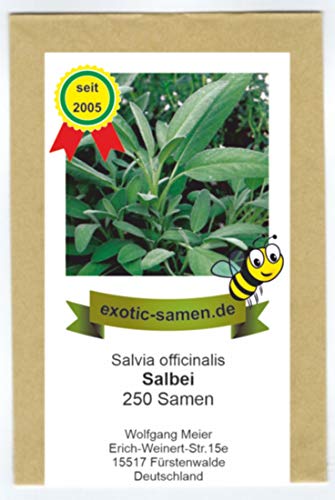 Salbei, echter Salbei - Bienenweide - Salvia officinalis - 250 Samen von exotic-samen