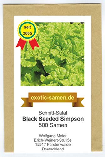 Schnitt-Salat - Black seeded Simpson (500 Samen) von exotic-samen