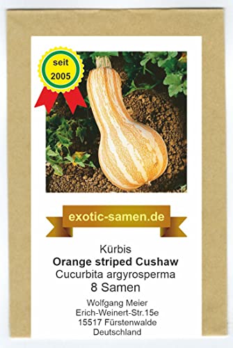 Speisekürbis - Flaschenkürbis - Cushaw Orange Striped - samenfeste Sorte - 8 Samen von exotic-samen