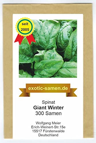 Spinat - Winterspinat für Winter- und Herbsternte – Giant Winter - großblättrig – 300 Samen von exotic-samen