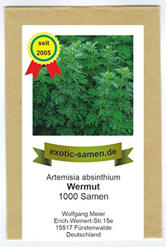 Wermut - Artimisia absinthium (1.000 Samen) von exotic-samen