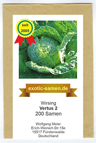 Wirsingkohl - Wirsing - Vertus 2-200 Samen von exotic-samen