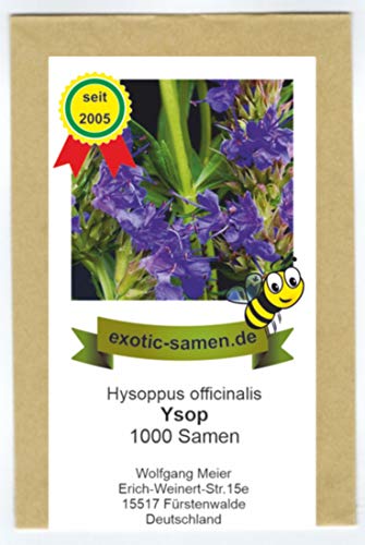 Ysop blau - mehrjährig - Bienenweide - Hysoppus officinale 1000 Samen von exotic-samen