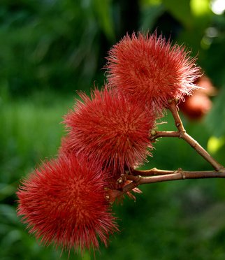 Roter Lippenstiftbaum Bixa Orellana 20 Samen von exoticsamen Samenraritäten aus alelr Welt
