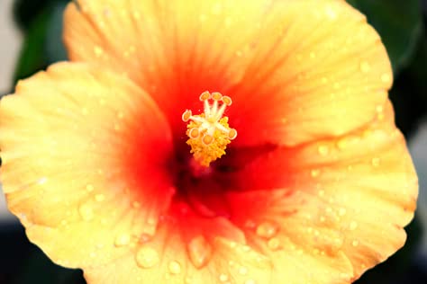 Abelmoschus moschatus Indischer Hibiskus Bisamstrauch Moschusmalve 10 Samen von exoticsamen Samenraritäten aus aller Welt