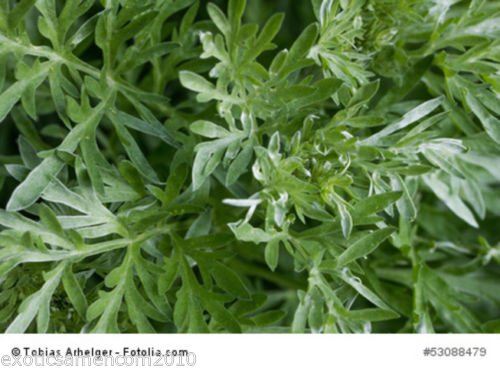 Absinth Wermut Artemisia absinthium Wermutsamen Heilpflanze 100 Samen von exoticsamen Samenraritäten aus aller Welt