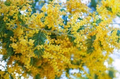 Acacia farnesiana Süsse Akazie Huisache 10 Samen Bonsai geeignet von exoticsamen Samenraritäten aus aller Welt