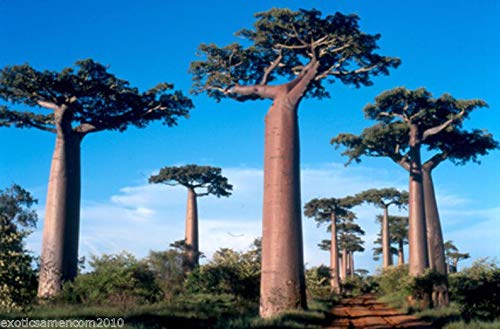 Affenbrotbaum Baobab Adansonia digitata 5 Samen von exoticsamen Samenraritäten aus aller Welt
