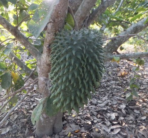 Annona muricata Sauersack Stachelanonne Soursoup 5 Samen von exoticsamen Samenraritäten aus aller Welt