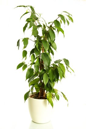 Birkenfeige Ficus benjamina 20 Samen von exoticsamen Samenraritäten aus aller Welt