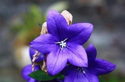 Blaue Ballonblume Platycodon grandiflorus winterhart Steingarten 50 Samen von exoticsamen Samenraritäten aus aller Welt