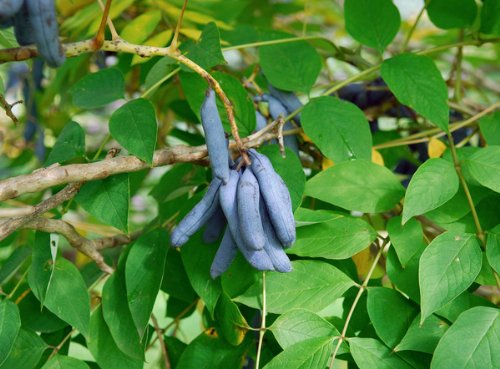 Blaugurkenbaum Blauschote Decaisnea fargesii 10 Samen von exoticsamen Samenraritäten aus aller Welt