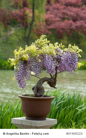 Blauregen Wisteria floribunda Bonsai 5 Samen von exoticsamen Samenraritäten aus aller Welt