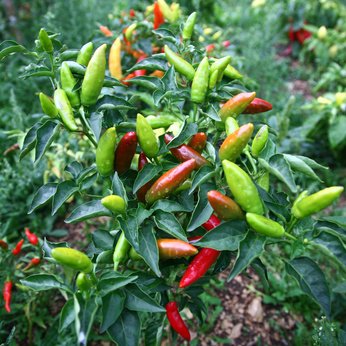 Bonsai Chili Little Elf RARITÄT 10 Samen von exoticsamen Samenraritäten aus aller Welt