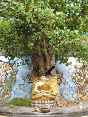 Buddha-Baum Ficus religiosa 100 Samen von exoticsamen Samenraritäten aus aller Welt