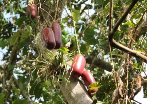 Cassabanana Sicana odifera 5 Samen tropische Rarität von exoticsamen Samenraritäten aus aller Welt