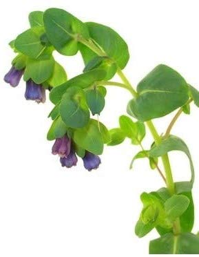 Cerinthe major purpurascens Blaue Wachsblume - Blue Shrimp Plant 5 Samen von exoticsamen Samenraritäten aus aller Welt