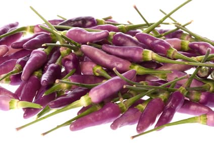 Chili Jalapeno purple 10 Samen von exoticsamen Samenraritäten aus aller Welt