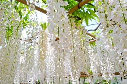 Chinesischer Blauregen Wisteria sinensis alba 5 Samen von exoticsamen Samenraritäten aus aller Welt