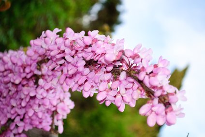 Chinesischer Judasbaum Tolle Blüten 5 Samen von exoticsamen Samenraritäten aus aller Welt