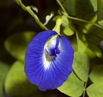 Clitoria Ternatea Schamblume 5 Samen von exoticsamen Samenraritäten aus aller Welt