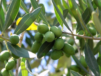 Echte Olive olea europea 5 Samen von exoticsamen Samenraritäten aus aller Welt