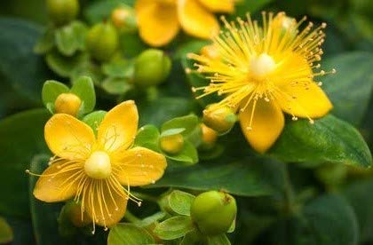 Echtes Johanniskraut Hypericum perforatum Herrgottsblut 100 Samen von exoticsamen Samenraritäten aus aller Welt