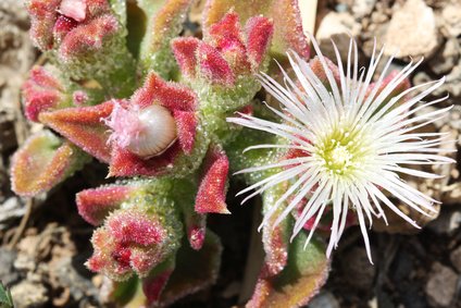 Eisblume Eiskaktus glitzert ESSBAR 100 Samen von exoticsamen Samenraritäten aus aller Welt