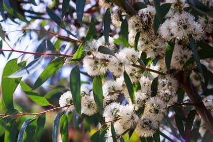 Eukalyptus Citriodora Zitronen Eukalyptus Lemon Gum Vertreibt Mücken 10 Samen von exoticsamen Samenraritäten aus aller Welt