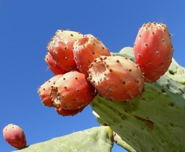 Feigenkaktus Opuntia 5 Samen essbare Früche von exoticsamen Samenraritäten aus aller Welt