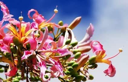Florettseidenbaum Ceiba speciosa Wollbaum Silk Floss Tree 5 Samen von exoticsamen Samenraritäten aus aller Welt