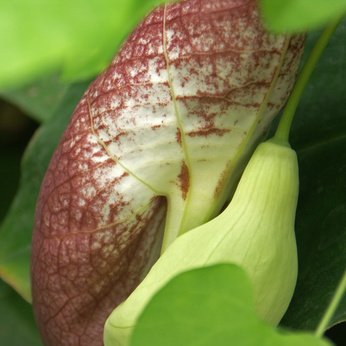 Gespensterblume fleischfressend 5 Samen von exoticsamen Samenraritäten aus aller Welt