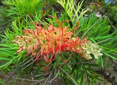 Grevillea robusta Australische Silbereiche 20 Samen Bonsai geeignet von exoticsamen Samenraritäten aus aller Welt