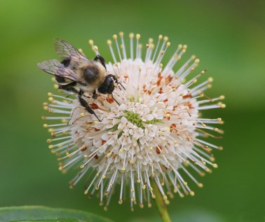 Honigball zieht Schmetterlinge an 10 Samen von exoticsamen Samenraritäten aus aller Welt