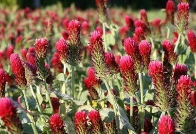 Inkarnatklee Blutklee Rosenklee Trifolium incarnatum 500 Samen von exoticsamen Samenraritäten aus aller Welt