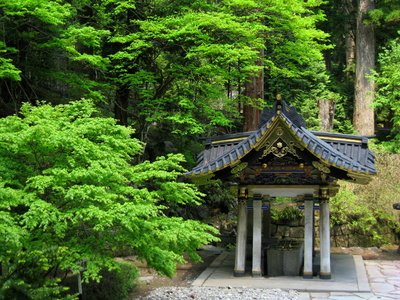 Japanische Zeder Bonsai geeignet 10 Samen von exoticsamen Samenraritäten aus aller Welt