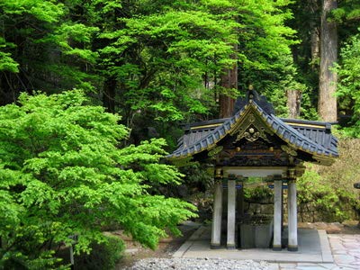 Japanische Zeder Cryptomeria japonica frosthart Bonsai geeignet 10 Samen von exoticsamen Samenraritäten aus aller Welt